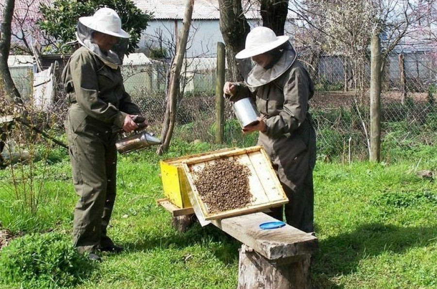 Respaldo mayoritario de los apicultores zamoranos a la Feria Meliza impulsada por la Diputación