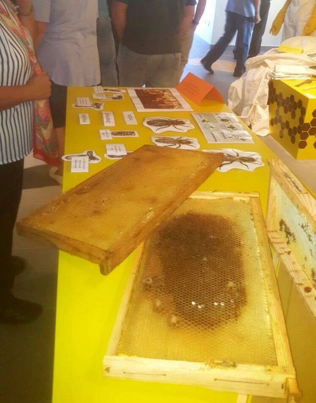 Las asociaciones de apicultores de la provincia valoran la gran progresión del sector y animan a participar en la feria MELIZA que se celebra este fin de semana en IFEZA